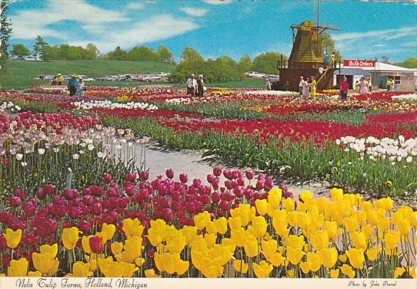 Nelis Tulip Farm and Windmill Holland Michigan