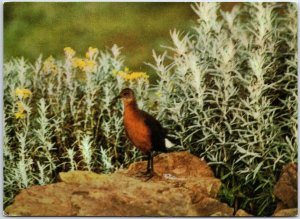 VINTAGE CONTINENTAL SIZED POSTCARD ROUGET'S RAIL BIRD BALE MOUNTAINS ETHIOPIA