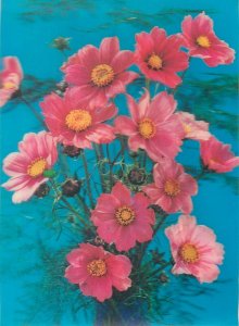 flora Postcard garden cosmos 