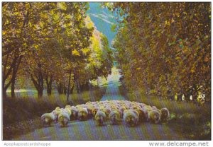 New Zealand Autumn Scene in Central Otago Sheep