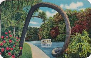 Florida Silver Springs The Horse Shoe Palm At Beautiful