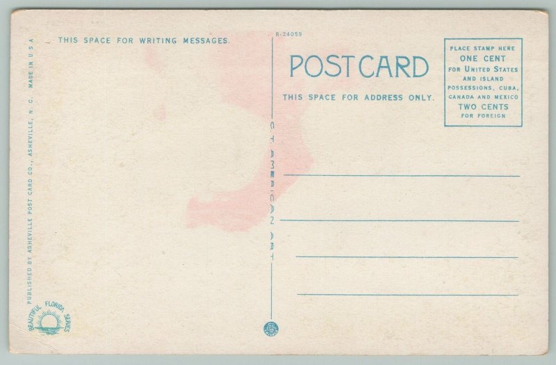 Florida Royal Arch Oak~Waterfront Drive~1920s Postcard