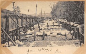 Duck Farm Allentown, Pennsylvania PA Postcard