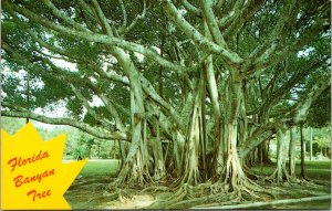 Florida Banyan Tree Scenic Tropical Foliage Plantlife Chrome Postcard 