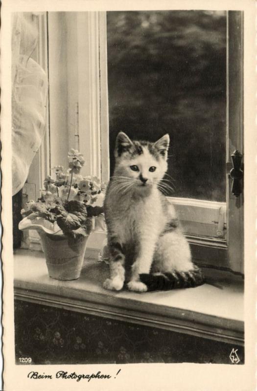 Cat Postcard Kittens (1930s) RPPC (7)