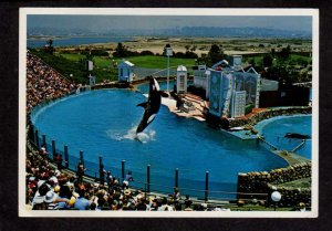 CA Killer Whales Sea World Show San Diego California Postcard