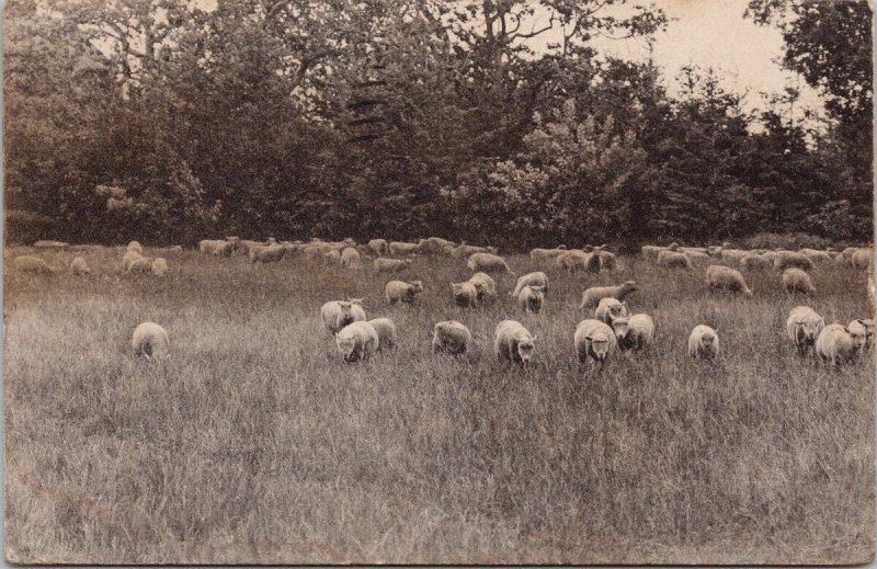 Victoria BC Sheep Southdowns Pedder Bay c1915 J. Howard Chapman Postcard H40 