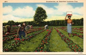 Louisiana Strawberries An Important Louisiana Crop Curteich