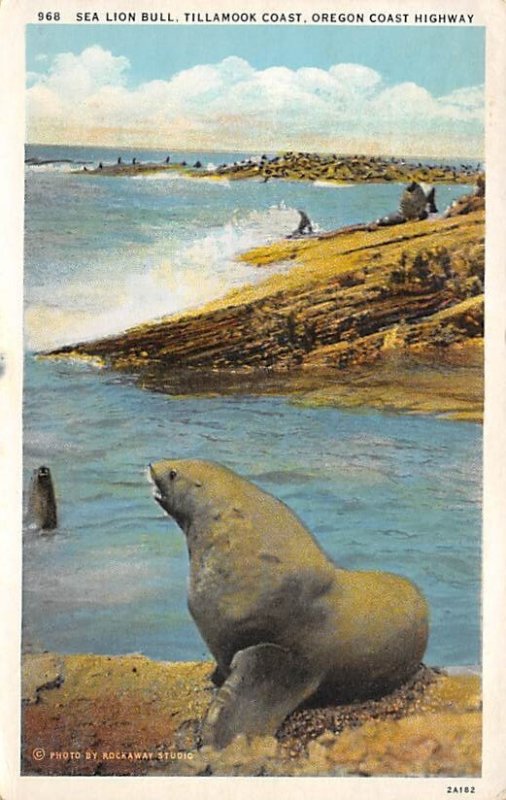 Sea Lion Bull Oregon Coast Highway, USA 1932 