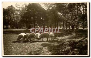 Postcard Old breeding sheep (Spain)