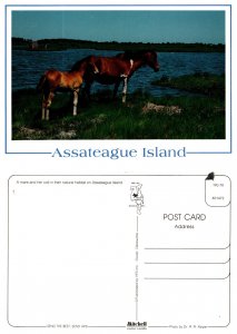Assateague Island 7867