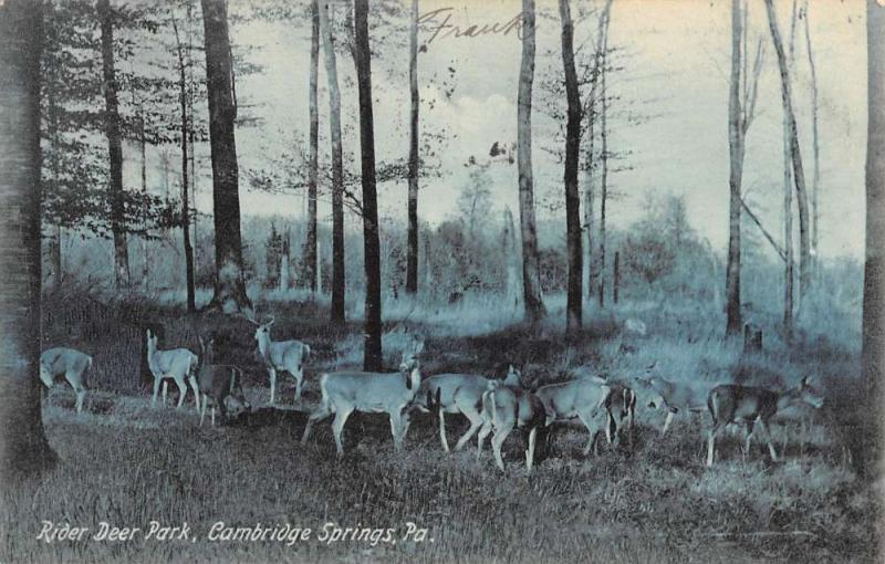 Cambridge Springs Pennsylvania Rider Deer Park Antique Postcard K89108