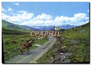 Postcard Modern Valle De Aran Pla De Beret Cows