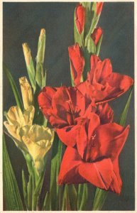 Vintage Postcard Gladiolus Sword Lily Perennial Cormous Flowering Plants