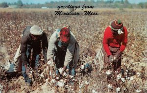 GREETINGS FROM MERIDIAN MISSISSIPPI BLACK AMERICANA DEXTER PRESS POSTCARD 1960s