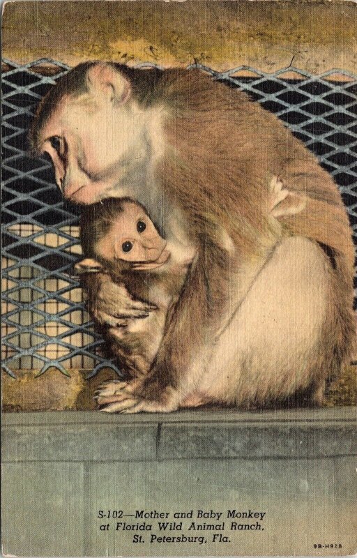 Mother Baby Monkey Florida Wild Animal Ranch St Petersburg FL Linen Postcard UNP 