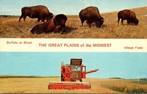 Nebraska Great Plains Buffalo and Wheat Field 1972