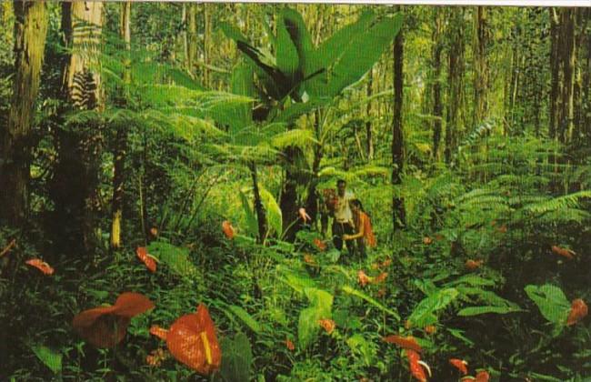 Hawaii Red Anthurium & Giant Tree Ferns