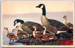 American Wildlife Series Canada Goose, 1946 Lynn Bogue Hunt, Painting, Postcard