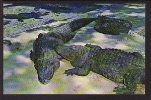 Florida Alligators Post Card 5162