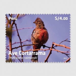 RO) 2022 PERU, BIRD IN THE WAY OF EXTINCTION - AVE CORTARRAMA - PHYTOTOMA