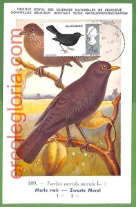 32931 - GB - MAXIMUM CARD - WILDLIFE, BIRDS-