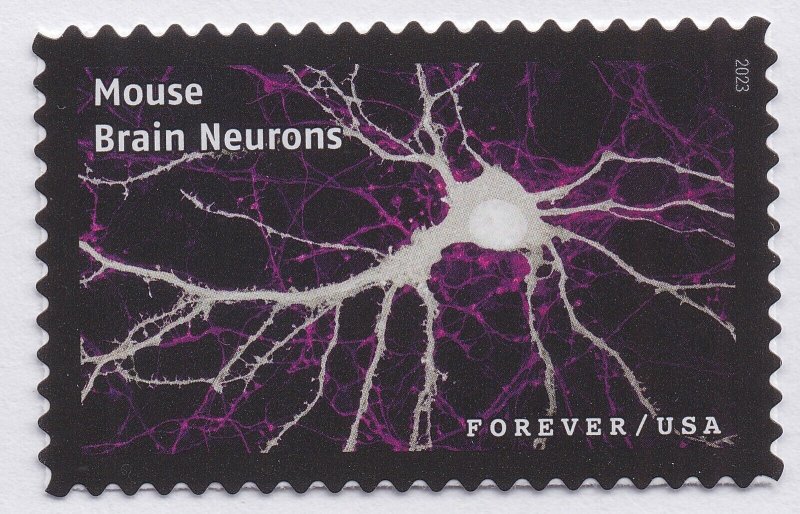 US 5802j Life Magnified Mouse Brain Neurons forever single MNH