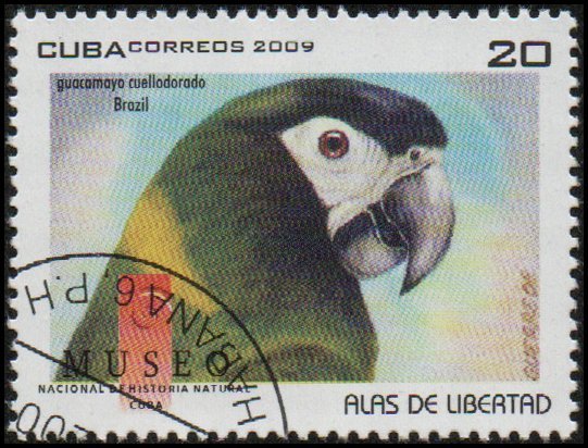 Cuba 4989 - Cto - 20c Golden-collared Macaw (2009) (cv $0.40)