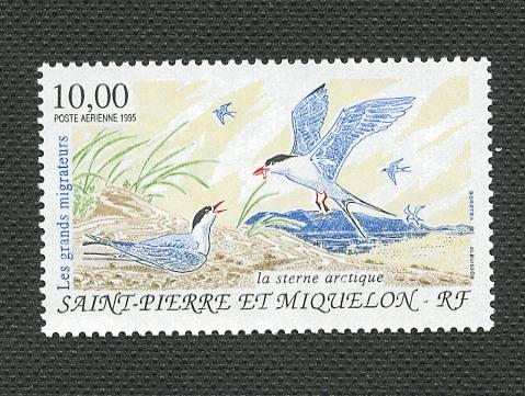 St Pierre & Miquelon-Scott's #C71 Artic Tern -M NH