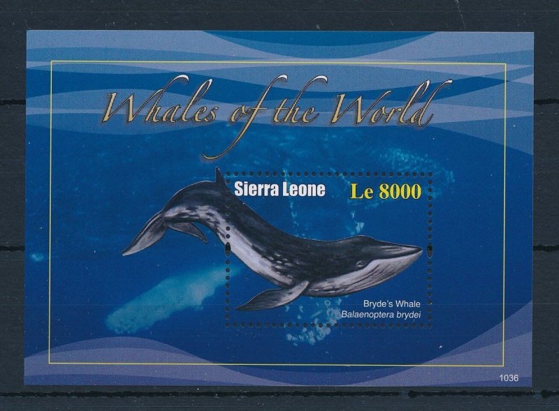 [28287] Sierra Leone 2011 Marine life whales Souvenir Sheet MNH