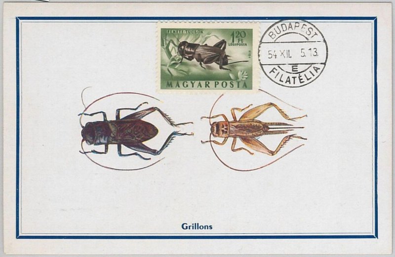 52561 - HUNGARY - MAXIMUM CARD - 1954 ANIMALS: INSECTS-