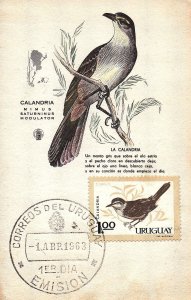 1963 Bird Uruguay FDC Maximum card Maxi Card Mimus Saturninus Modulator