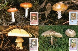 Ciskei - 1988 Poisonous Fungi Maxi Card Set SG 141-144