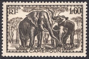 CAMEROUN SCOTT 246