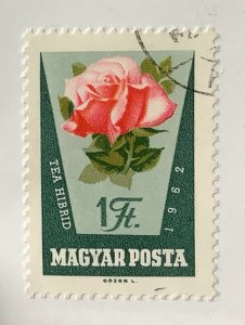 Hungary 1962 Scott 1469  used - 1Ft, Rose,  Rosa hybr.