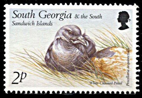 South Georgia 237, MNH, White Chinned Petrel
