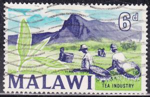 Malawi 10  Harvesting Tea Leaves 1964
