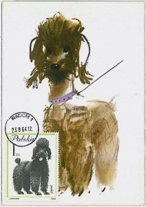 32364 - POLAND - MAXIMUM CARD -1964 - Animals DOGS Poodle-