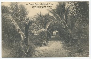 Postal stationery Belgian Congo Palm tree - Banana