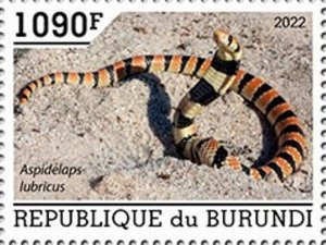 Burundi - 2022 Cape Coral Snake - Stamp - BUR2201057a