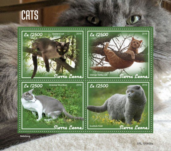 SIERRA LEONE - 2019 - Cats - Perf 4v Sheet - MNH