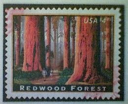 United States, Scott #4378, used(o), 2009, Redwood Forest, $4.95