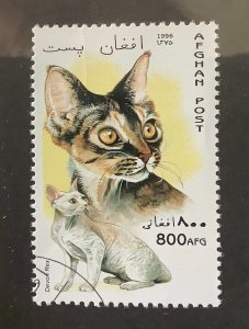 Afghanistan 1996  Mi 1704 Yt 1509 CTO -  800afs, Domestic cats, Devon Rex