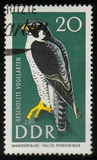 East Germany #917 - Protected Birds - Pergerine falcon -Used