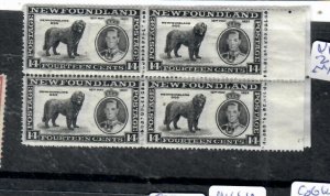 NEWFOUNDLAND SG 252 14C DOG CORONATION BLOCK OF 4 MNH   P0303A H