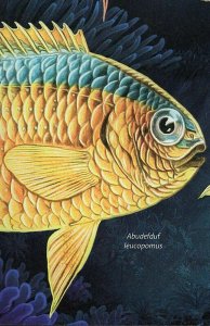 Tropical Fish Stamp Pomacentrus Pavo Abudefduf Leucopomus S/S MNH #4200/Bl.1053