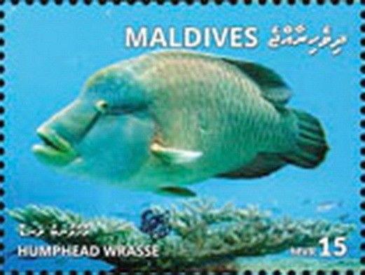 Z08 MLD1801local08a Maldives 2018 Humphead wrasse MNH ** Postfrisch