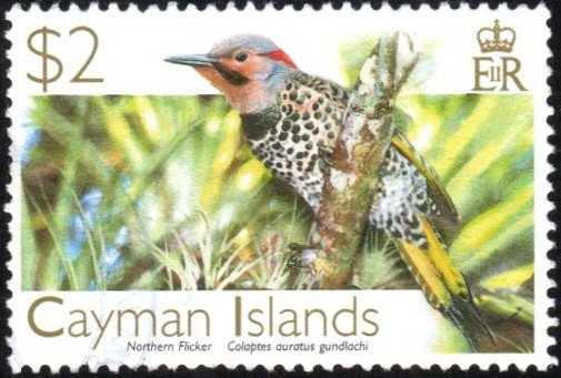 Cayman Islands 979 - Used - $2 Northern Flicker (2006) (cv $5.00)
