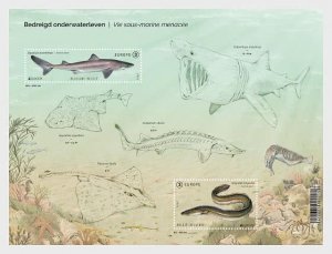 Belgium / België - Postfris/MNH - Sheet Europa, Endangered Marine Life 2024