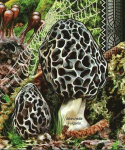 Mushroom Stamp Clathrus Archeri Trichia Decipiens Vibrissea S/S MNH #3616/Bl.938 